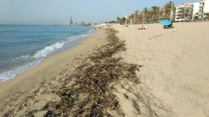 Recollits durant el cap de setmana 31.000 quilograms de residus vegetals a les platges de Badalona