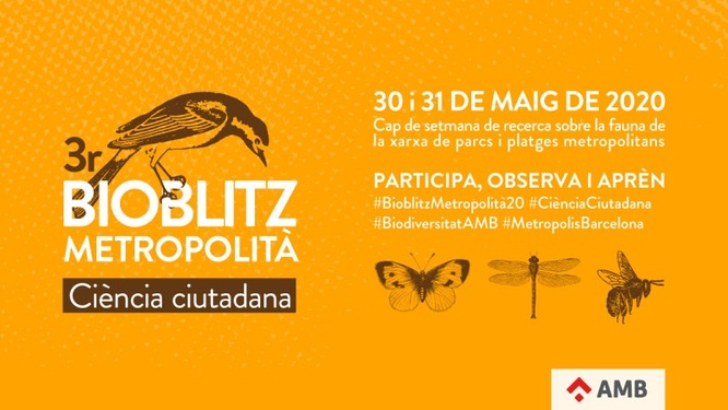 Badalona participa aquest cap de setmana en el 3r Bioblitz Metropolità de recerca sobre la fauna i la flora de la xarxa de parcs i platges metropolitanes