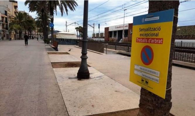 Comencen els treballs per a la reposició de 44 palmeres al passeig de la Rambla i al carrer de Santa Madrona