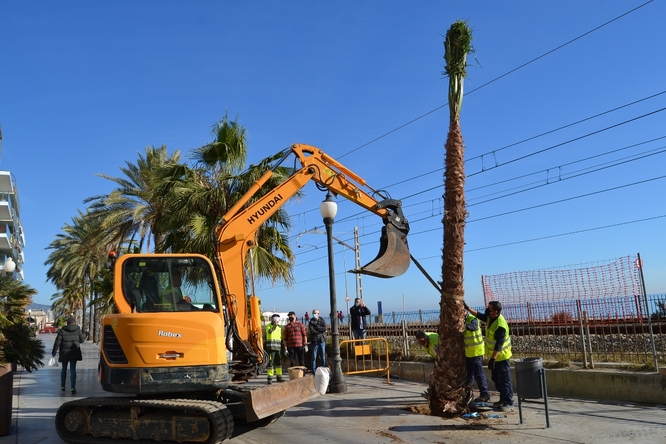 Avui comencen a plantar-se les noves palmeres al passeig de la Rambla i al carrer de Santa Madrona de Badalona