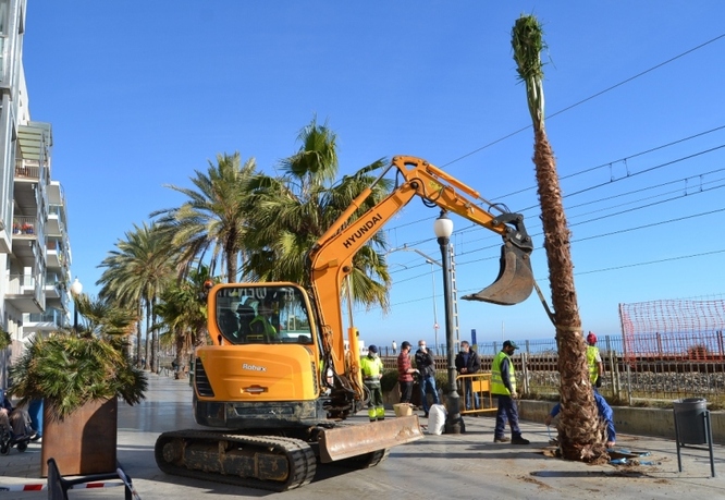 Badalona planta prop de 900 arbres a diversos districtes de la ciutat en la campanya 2021-2022